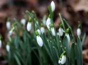 Зима в Києві цього року побила черговий рекорд