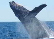 Значительное влияние на экосистемы: почему киты мигрируют в тропики