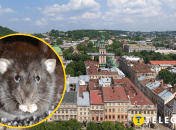 Грызуны не боятся людей