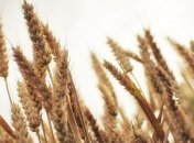 Урожай зерновых будет дешевле на 15 млрд грн