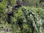 Марихуана – убийца потенции