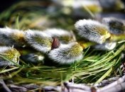 В цей день наші предки прикрашали оселі гілочками верби