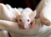 Эксперименты над животными: найден способ тестирования лекарств без "подопытных"