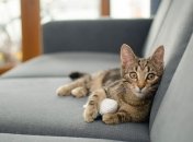 Кошачья шерсть – еще та проблема при уборке