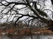 Деревья обладают фундаментальным свойством Вселенной