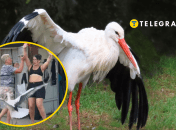 Коллаж "Телеграфа"