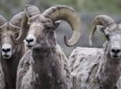 Самая старая сперма в мире была успешно применена для оплодотворения 34 овец