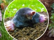 Как избавиться от кротов - лайфхак