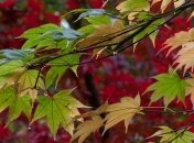 Приметы и обряды на 20 августа - День Марины-Пимены