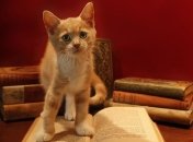 О кошках, о котах, о котятах: 12 лучших книг для детей