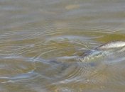 Заражена риба заповнила Кременчуцьке водосховище - чим вона небезпечна (відео)