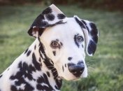 Нос-сердечком: очаровательный далматин Уайли покорил Instagram (Фото)