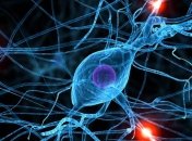 Ученые нашли способ восстановления нервных клеток 