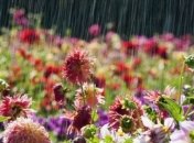 Прогноз погоды в Украине 28 августа: ожидаются дожди 