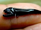 В жерлах подводных вулканов обитают неизвестные рыбы