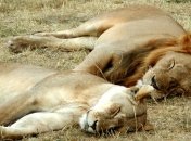 Сновидениями можно управлять