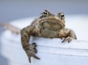 В Италии лягушки встали на пути футбольного клуба 