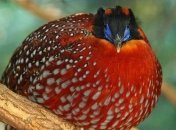 Животные, которые имеют самую яркую расцветку (Фото)