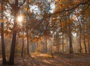 Погода 30 октября: украинцам обещают еще немного тепла