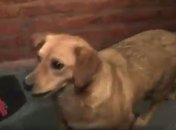 В Аргентине у выбежавшей на поле собаки хотели взять интервью (Видео)