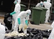 В Нидерландах забили около 200 тысяч уток-за птичьего гриппа