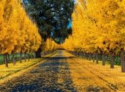 Дорога на дачу