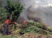 Поле конопли с человеческий рост сжигают в Подмосковье 