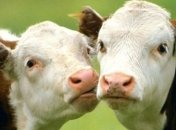 Умерла первая в мире клонированная корова 