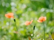 Погода в Украине на сегодня: осадков не прогнозируется  