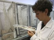 ВОЗ признала лихорадку Зика угрозой международного масштаба