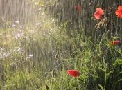 Погода в Украине 12 июня: дожди и грозы