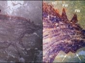 Археологи обнаружили древнейшее изображение животного (фото)