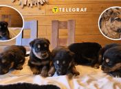 Цуценята німецької вівчарки