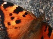 Киев заполонили сотни бабочек 