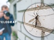 Комар-долгоножка в домах украинцев