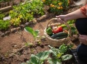 Які овочі можна висаджувати у березні