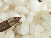 Пищевая моль быстро размножается