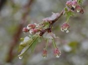 14 ноября - приметы и обряды в День Кузьмы и Демьяна