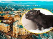 По Одессе на поводке гуляет поросенок