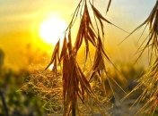 Прогноз погоды в Украине 31 августа: местами ожидаются дожди 