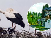 Аисты на Закарпатье