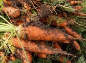 Підвищити солодкість моркви реально за допомогою кухонної солі