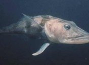 Антифриз вместо крови: ученые исследовали необычный вид рыб (Видео)