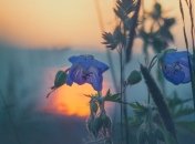 Приметы и обряды на 6 июля - День Аграфены Купальницы