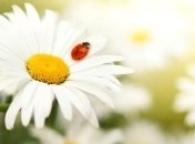 Лето будет жарким на востоке и дождливым на западе