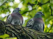 Які дикі голуби живуть у містах