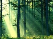 Лечебные сосновые соки