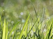 День Варнавы: народные приметы и запреты 24 июня