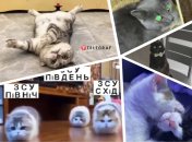 Собрали забавные ролики с четверолапыми пушистиками