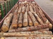 В Украине заработала система электронного учета древесины